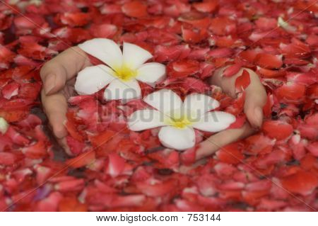 Hände mit Blumen