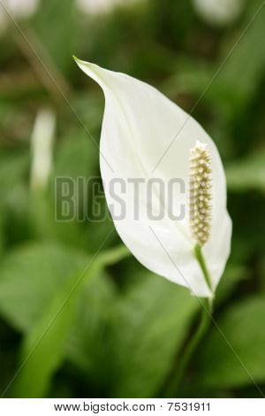 Nat_0457204