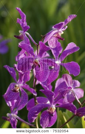 Wild Orchid.