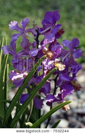 Wild Orchid.