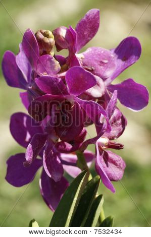 Wild Orchid.
