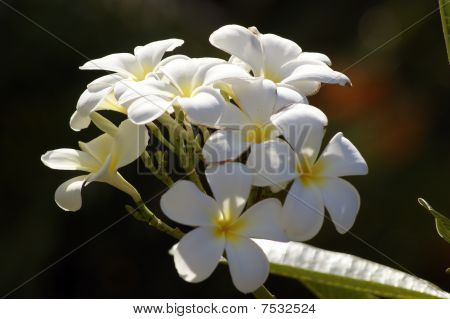 Wild Orchid.
