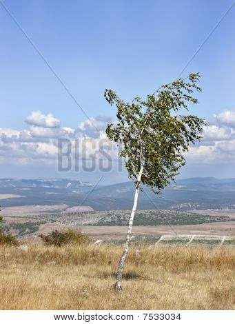 Rus huş