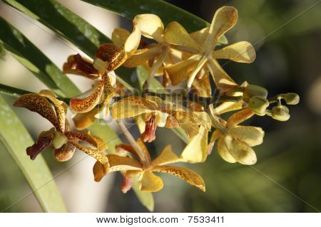 Wild Orchid