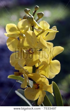 Wild Orchid