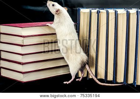 Rat and books