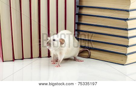 Rat and books