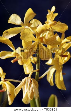 Wild Orchid