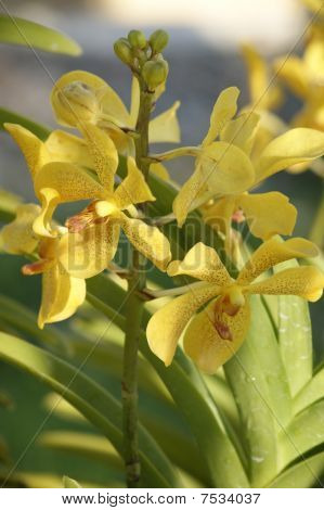 Wild Orchid