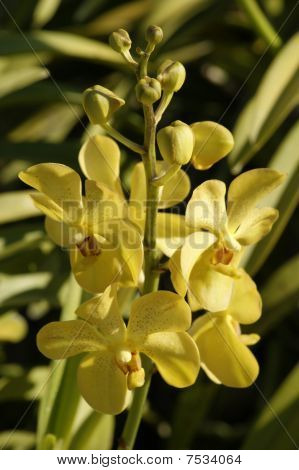 Wild Orchid