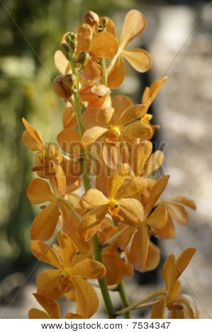 Wild Orchid