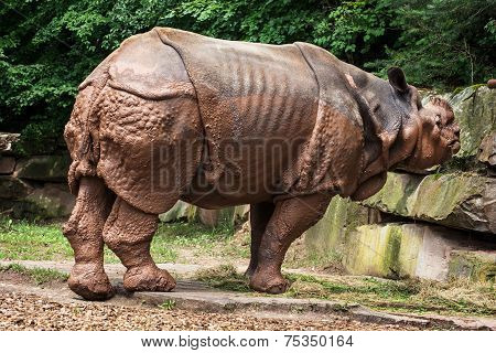 Side View Of Indian Rhinoceros (rhinoceros Unicornis)