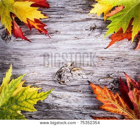 Autumn background with colorful maple leaves on wooden board