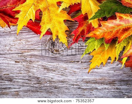 Autumn background with colorful maple leaves on wooden board
