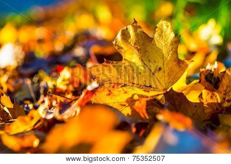Autumn leaves in autumn colours and lights