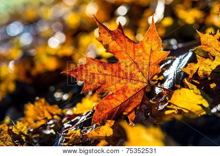 Autumn leaves in autumn colours and lights