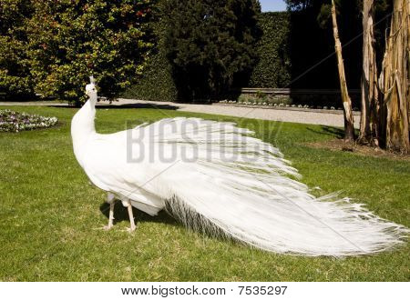 Blanco pavo real en el jardín