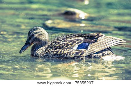 Wild duck