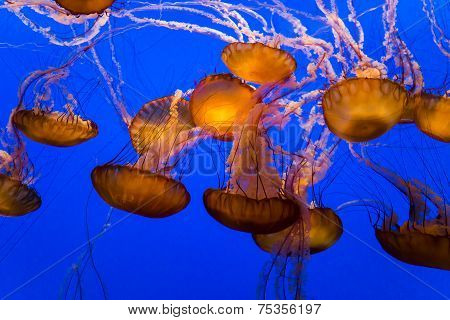 jellyfish in an aquarium