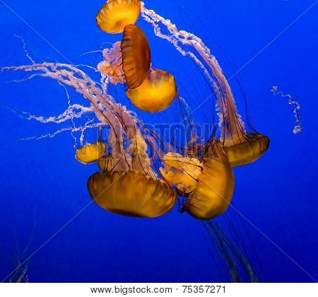 jellyfish in an aquarium