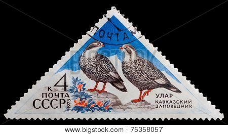 Animals