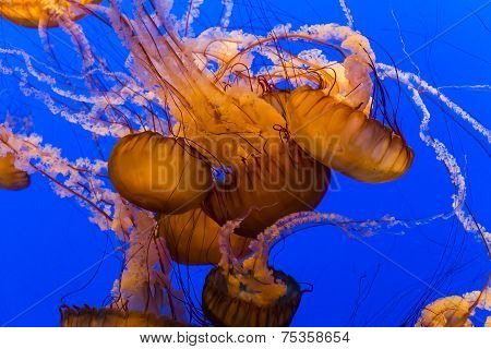 jellyfish in an aquarium