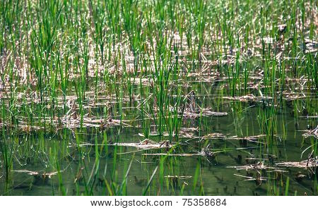 Lake in forest, Slovakia