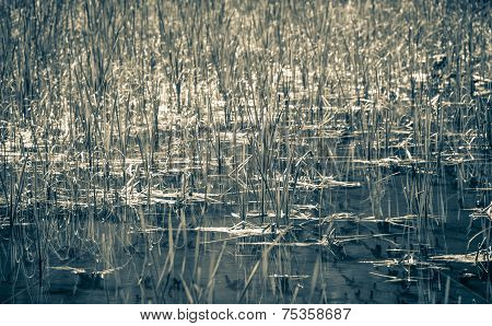 Lake in forest, Slovakia