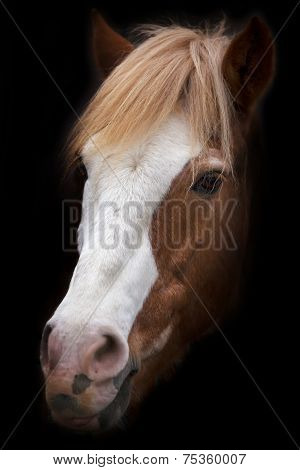 A face portrait of a grace red horse with white stripe on the face isolated on black background.