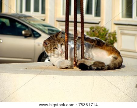 Cat Playing