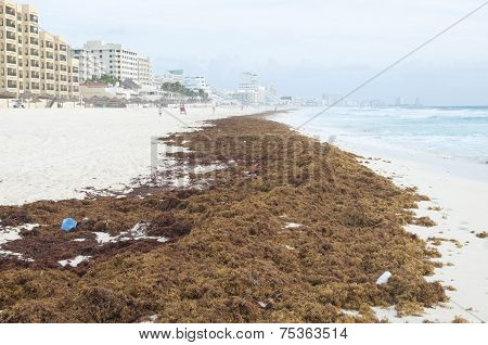 Litter From The Sea