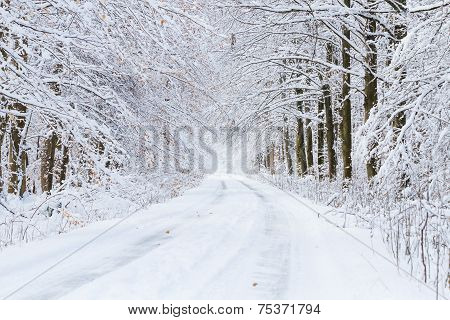 Snowy Roads