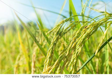 Rice Field