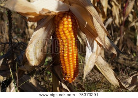 Ripe corn cob closeup without foliage