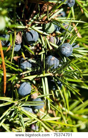 Juniper Tree