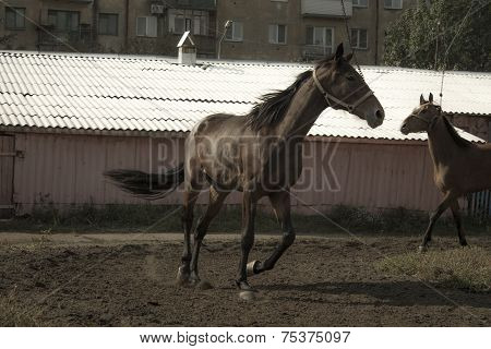 Horse