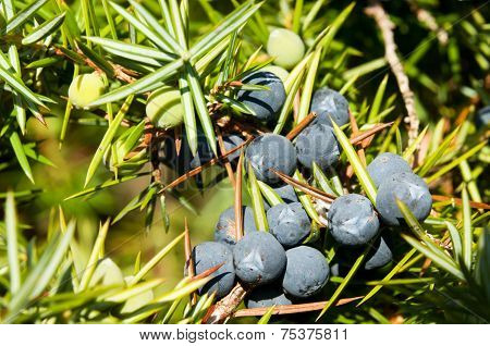 Juniper Tree