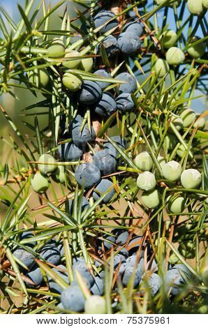 Juniper Tree