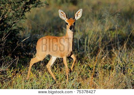 Male steenbok antelope (Raphicerus campestris) in natural habitat, South Africa