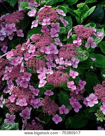 Hydrangea Lacecap Shrub in Bloom