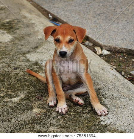 Lonely Brown Pupy Dog