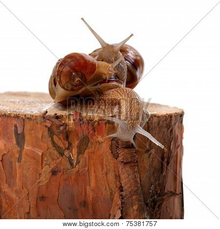 Three Snails On Pine Tree Stump