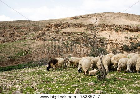 Sheep