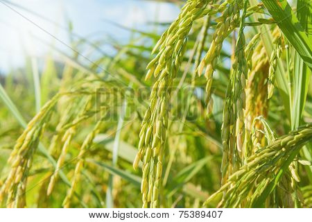 Rice Field
