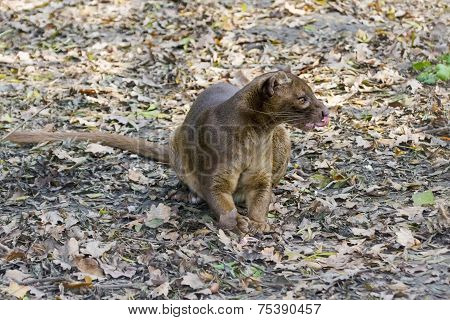 Fossa (cryptoprocta Ferox)