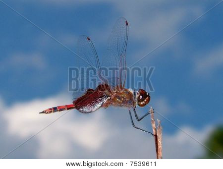 Libélula Roja