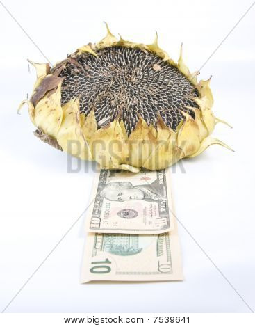 Sonnenblume