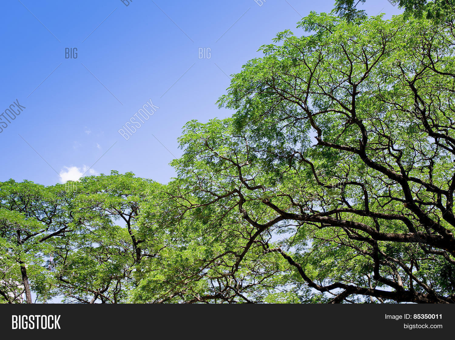 Big Tree, Common Name Image & Photo (Free Trial) | Bigstock