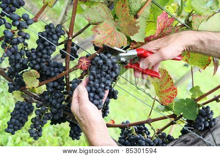Hand cutting grape Pinot noir