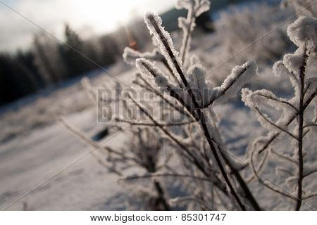 Branch under snow
